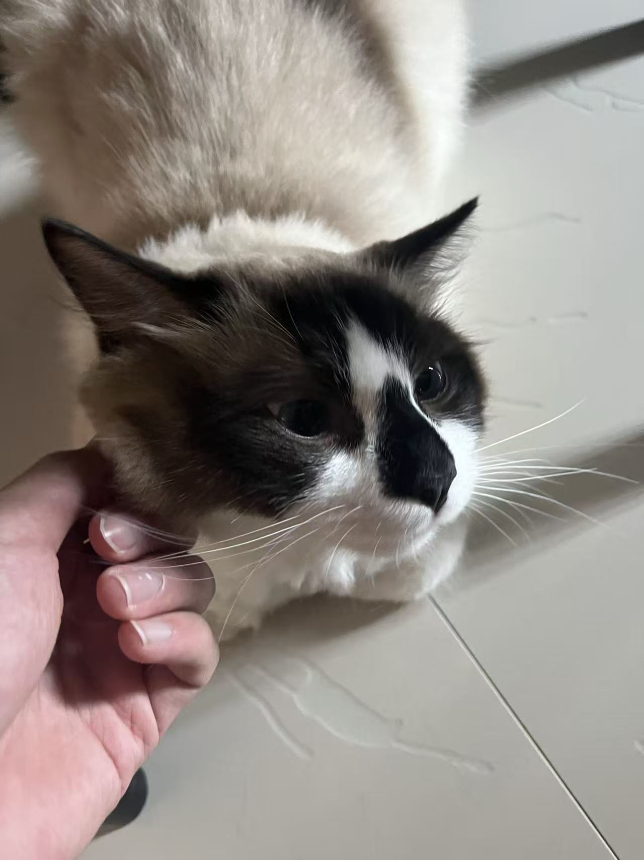 Erbao, a black-and-white cat, being gently scratched under the chin.