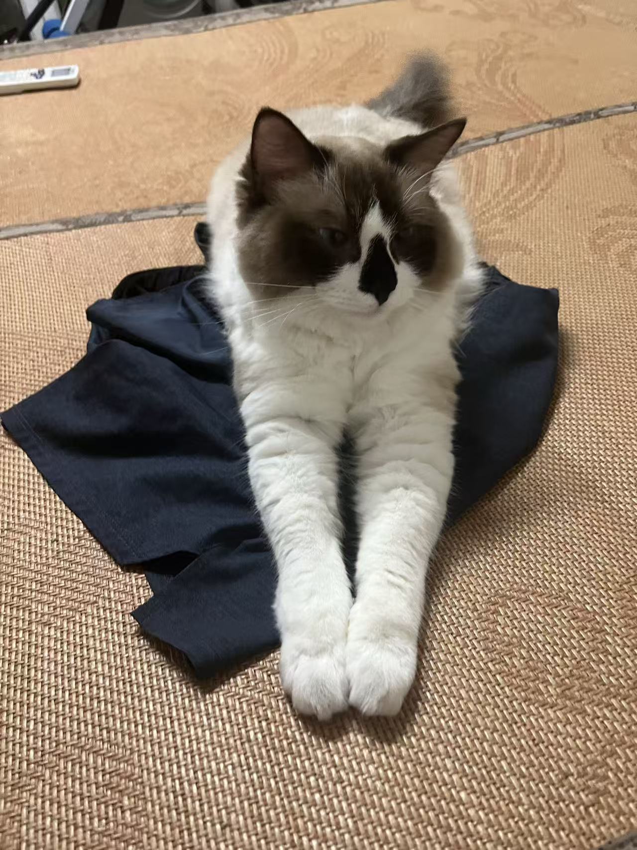 Erbao reclining with its front paws stretched forward.