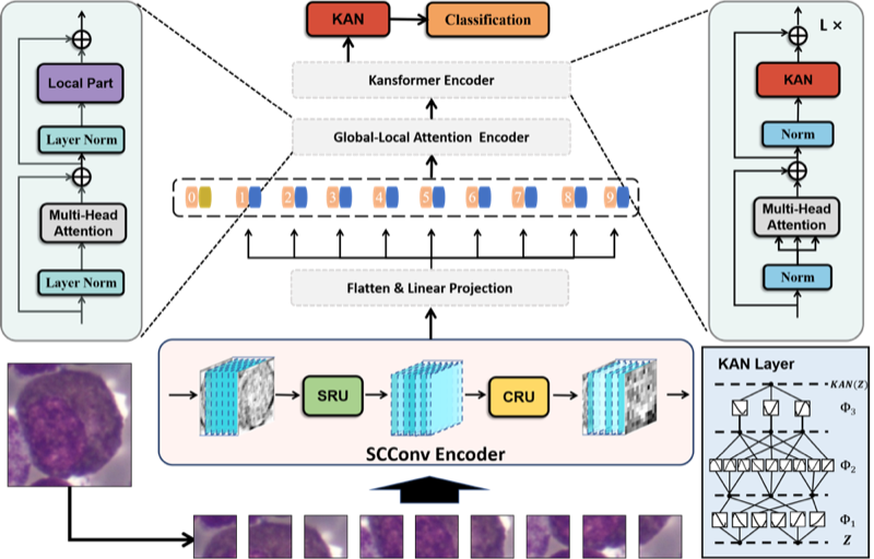 SCKansformer architecture for fine-grained bone marrow cell classification